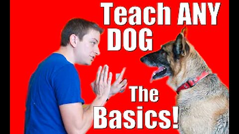 How to Train ANY DOG the Basics