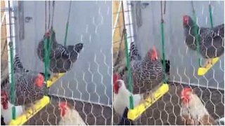 Even chickens like to play on swing sets