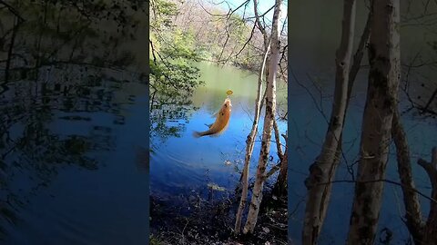 Bluegill Fishing under overhanging Branches