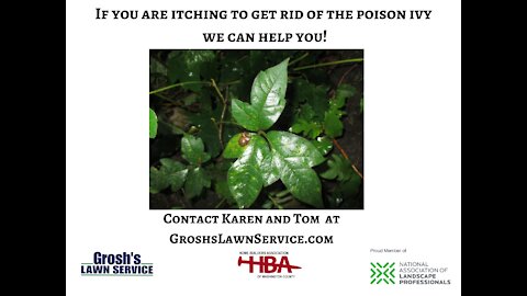 Poison Ivy Smithsburg MD Landscaping Contractor