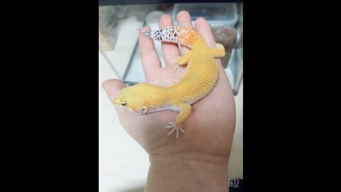 Tangerine of the Leopard Gecko cute