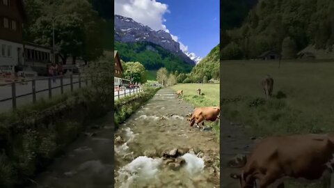 Прекрасное утро в Альпах / Switzerland / Швейцария #Nashvi #shorts