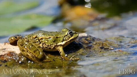 Amazon Frog