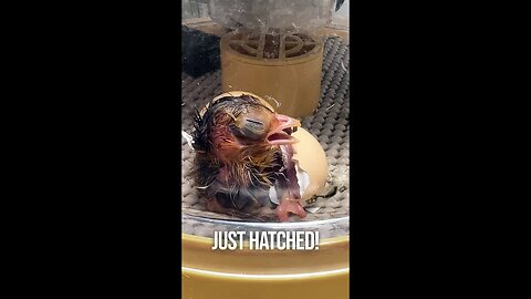 Our Pheasant is Hatching!