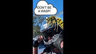 Don't Be Wasp, Don't Be Wasp! #shorts