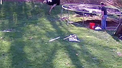 Ostrich Runs Through Backyard And Man Is Left In Disbelief