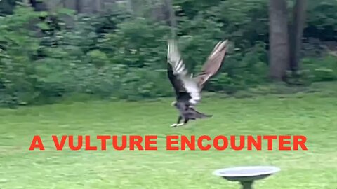 A Vulture Encounter