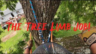 Cutting Down A Few Tree Limbs