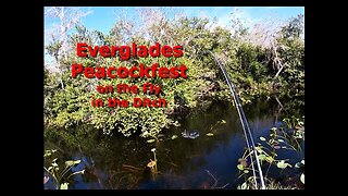 Everglades Dec 2020 Peacock Fest Part 2