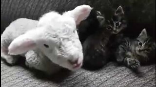 Un agneau et des chatons créent une amitié inattendue