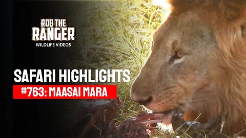 Safari Highlights #763: 13 & 14 May 2023 | Maasai Mara/Zebra Plains | Latest Wildlife Sightings