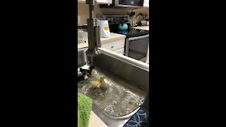 Duck bath sink