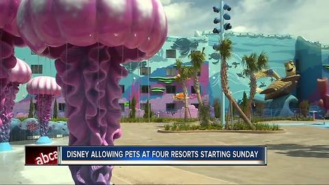 Select Walt Disney World Hotels Welcomes Guests and Their Dogs Starting Oct. 15