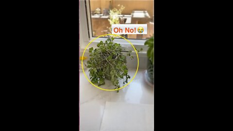 RESCUE Over Watered Potted Plant! Repot Oregano Plant That's Dying! 😭 Shirley Bovshow (#shorts)