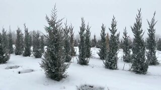 Fresh Snow | Walking In Tree Farm | Winter Walk | Silent Walking In Nature