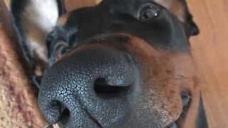 Doberman mostra os dentes de forma cômica