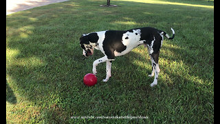 Happy Great Dane Plays Soccer With His Jolly Ball