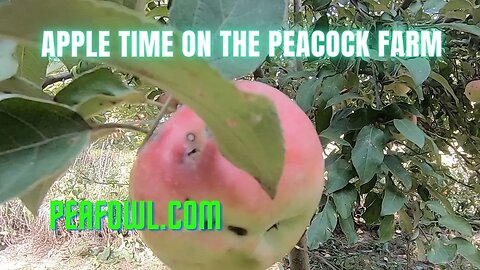 Apple time on The Peacock Farm, Peacock Minute, peafowl.com