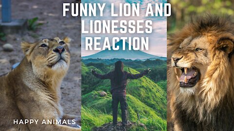 Funny Lion with Lionesses completion | Funny Ani mla | Crazy Animal