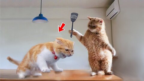 Funny cat 😽 - Funny Animals 😂 playing || Animal Gags