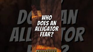 Who Does an Alligator Fear?? - Obvious Things v14