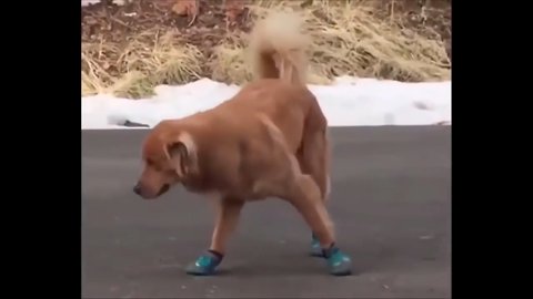 Dog wearing Boots for first time