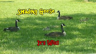 Shading Geese - It's Wild