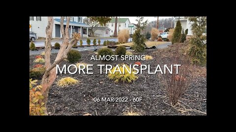More Transplant
