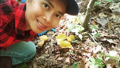 Picking big chanterelles, Cantharellus lateritius.