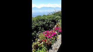 Heaven of flowers in Switzerland