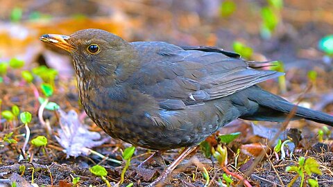 Female Blackbird Eating Some Oats in Early Spring