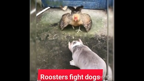 Roosters fight dogs