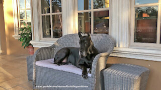 Happy Great Dane Loves To Relax On The Patio Loveseat