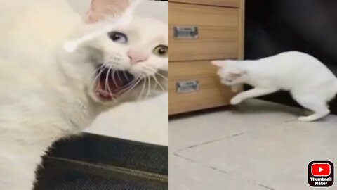 Cat funny cilp video 😺