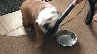 Gerald the Bulldog attacks the vacuum cleaner