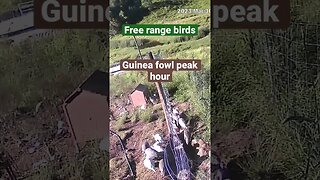 Farm surveillance of birds