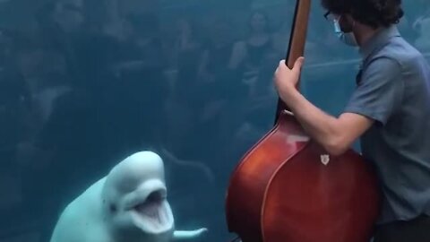 Beluga whales deeply entertained by bassist's performance