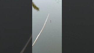 Fishing Video🎣🐠 || The fun of hook fishing in village canals is different || Amazing hook fishing