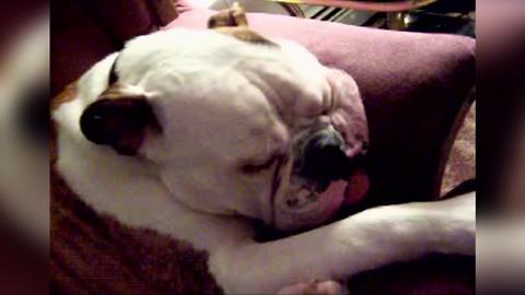 "Brown and White Bulldog Snores Very Loudly While Sleeping"