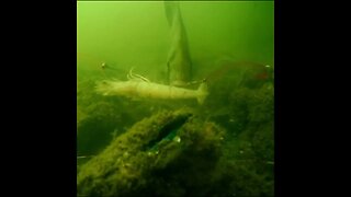 Spadefish on Shrimp