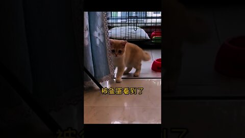 小貓以為被拋棄了😅＃Shorts#cat#貓