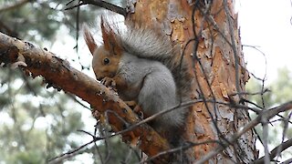 Squirrel and pine cone