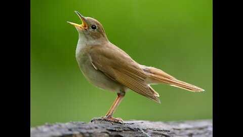 Singing nightingale. Amazing bird song.