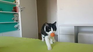 Elegant cat masters game of fetch