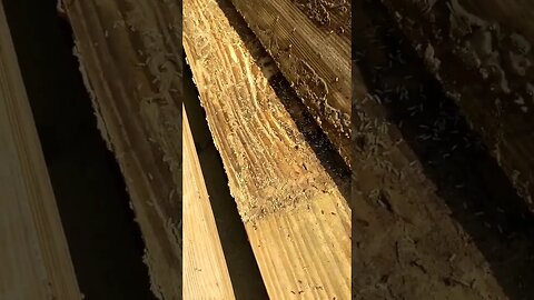 termites infested the wood pile #lifehacks #pestcontrol #bugs