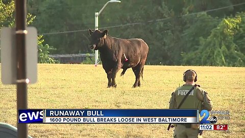 1600 pound bull breaks loose in West Baltimore