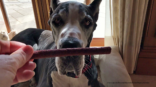 Gentle Great Dane Politely Eat Dog Treats