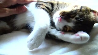 Purring Kitten Scratches His Little Nose