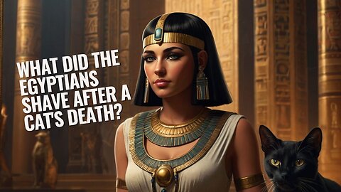 What did the Egyptians shave after a cat's death?