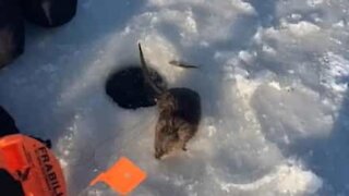 Ice fisher catches rat!